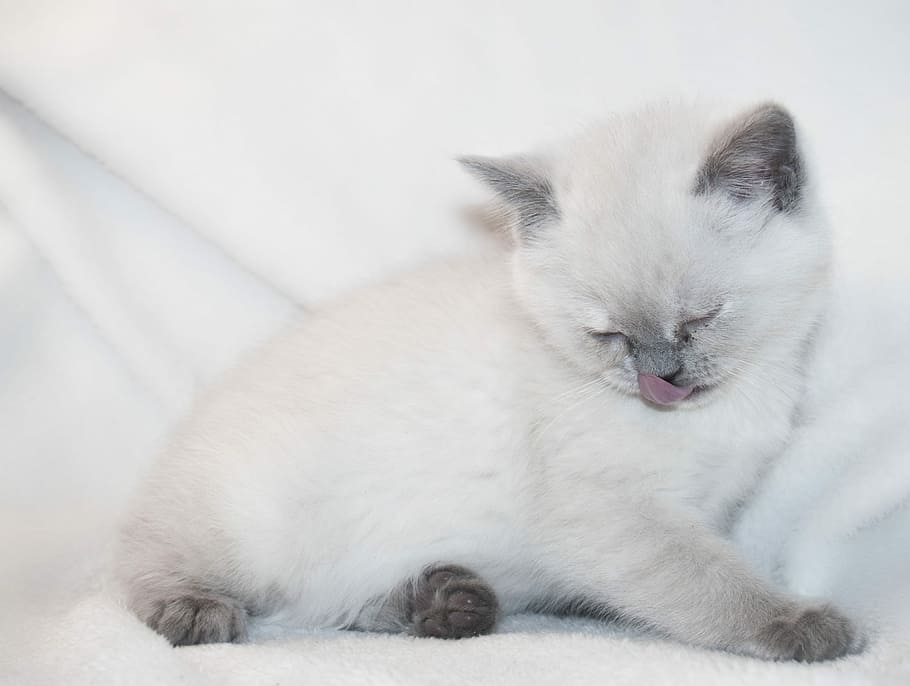 white medium coated cat on white textile, kitty, puppy, animal HD wallpaper