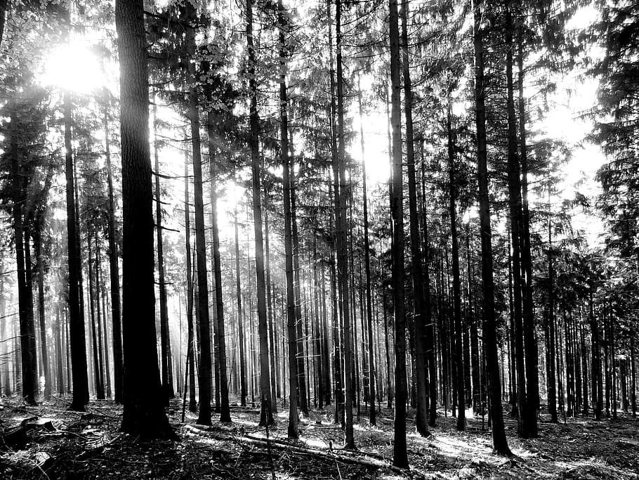 silhouette of forest with sunrise, trees, sunlight, black white HD wallpaper