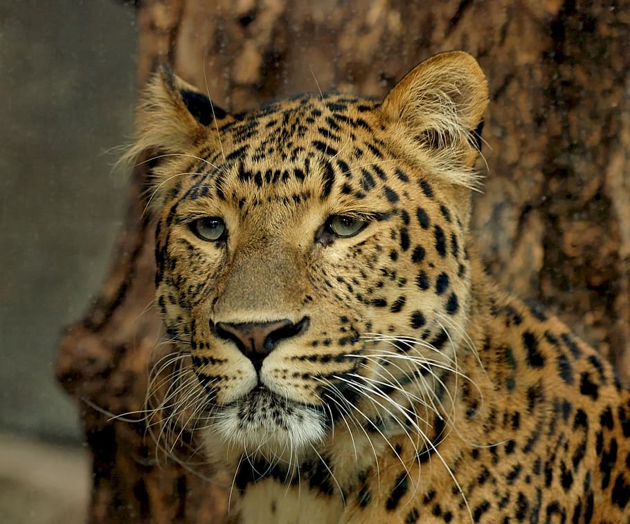 tilt lens of Leopard at daytime, predator, feline, big cat HD wallpaper