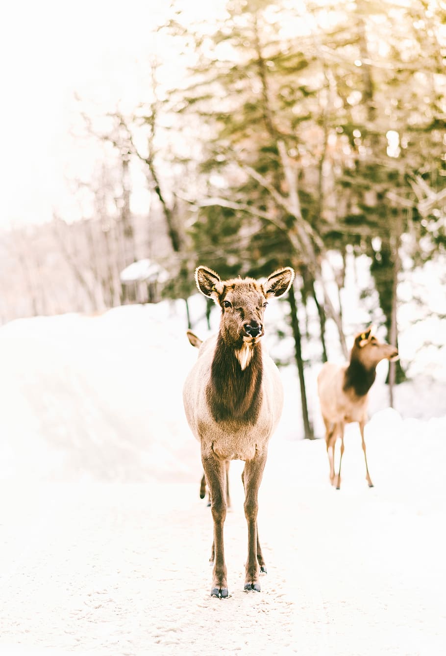 brown animals standing on snow-covered land, two calves standing on snow covered ground during daytime HD wallpaper