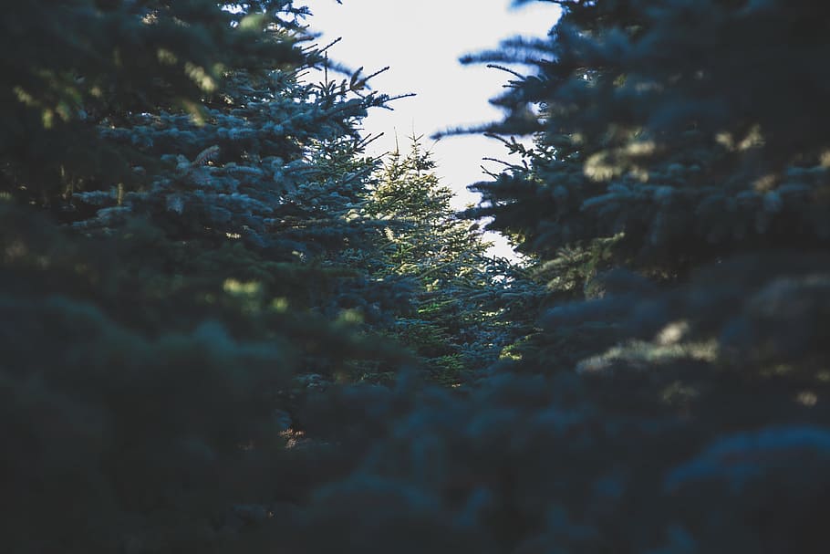 green pine trees at daytime, green trees under sunny sky, green leaf HD wallpaper