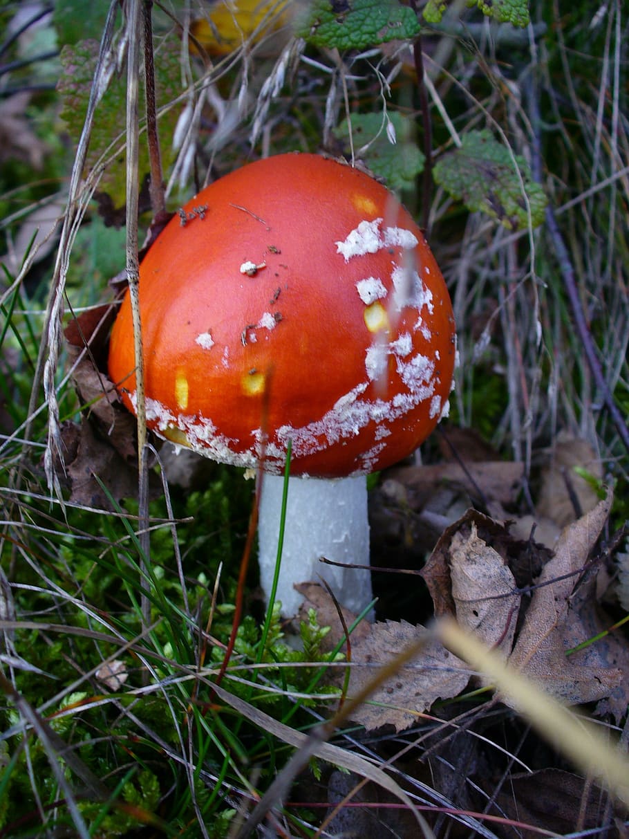 fly agaric, toxic, nature, forest, red, point, amanita muscaria HD wallpaper