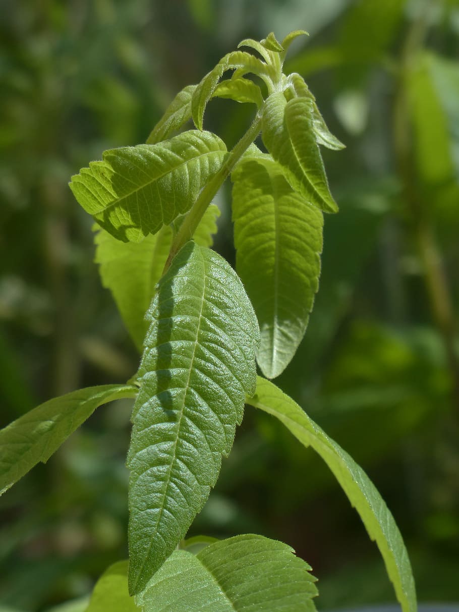 lemon bush, plant, kitchen herb, leaves, green, aloysia citrodora, HD wallpaper