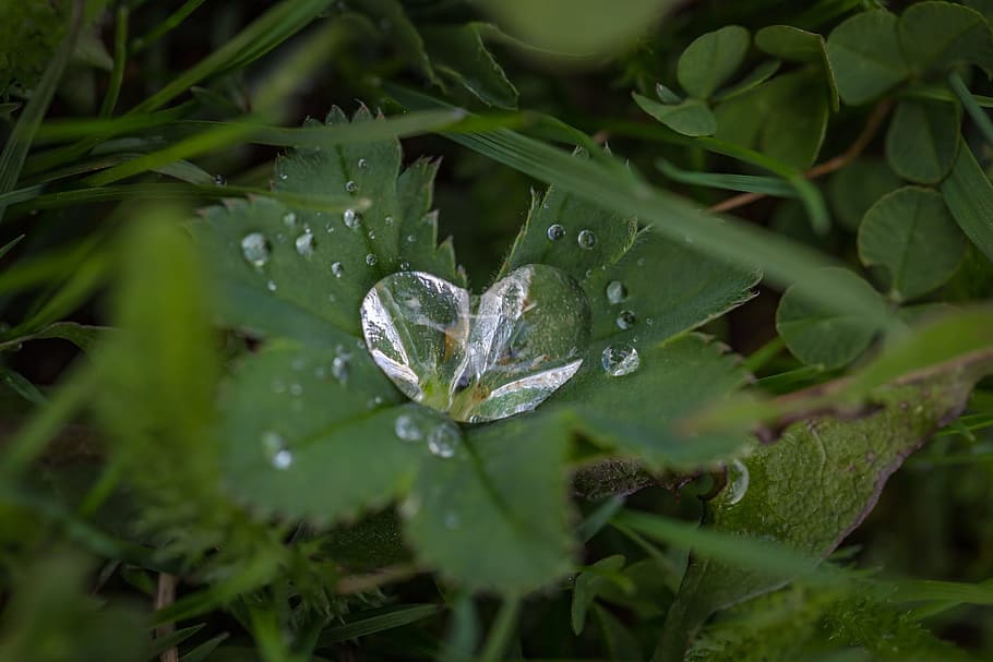 green, grass, plant, nature, herbs, water, wet, raindrops, outdoor HD wallpaper
