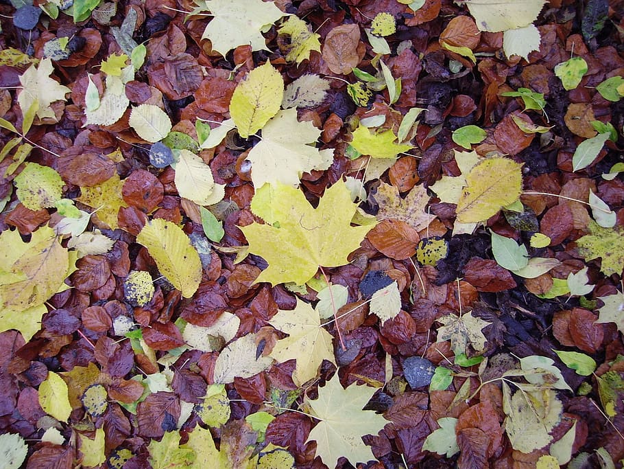 fall foliage, leaves, fall color, plant part, leaf, autumn HD wallpaper