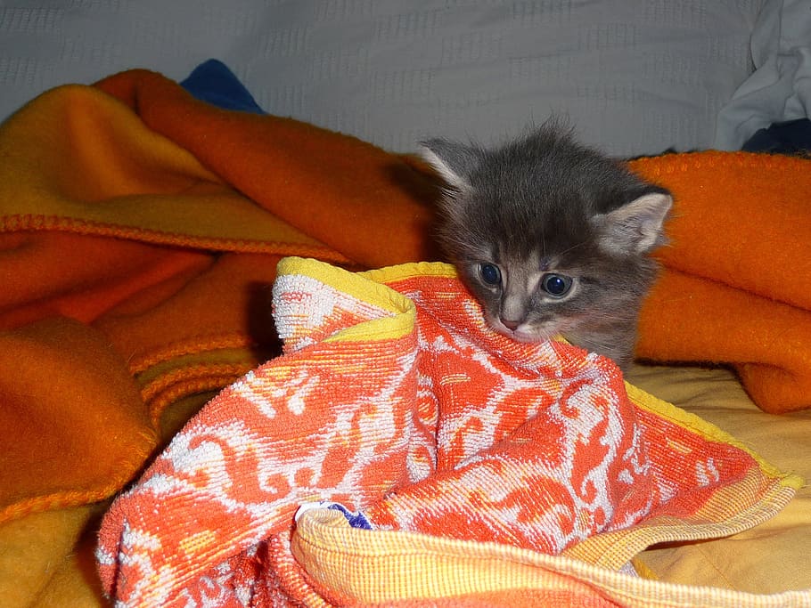 gray kitten, mammal, pets, domestic, cat, animal themes, one animal HD wallpaper