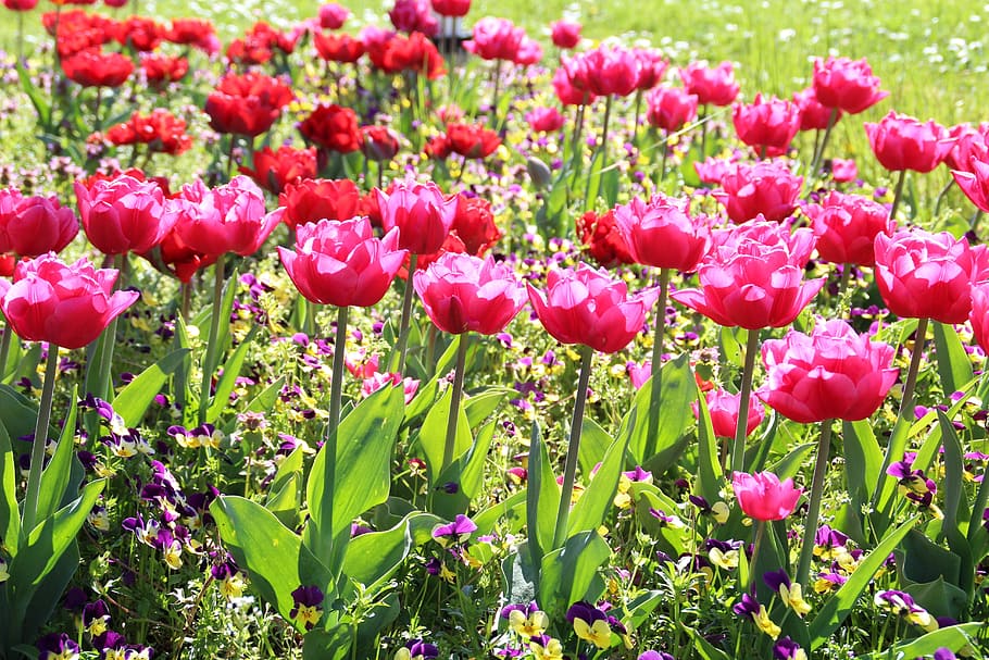 Flowers, Tulip, Spring, Nature, Color, pink, beautiful, pretty HD wallpaper
