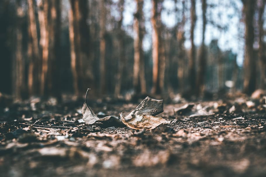 selective focus photography of dried leaves, dried leaves on soil HD wallpaper