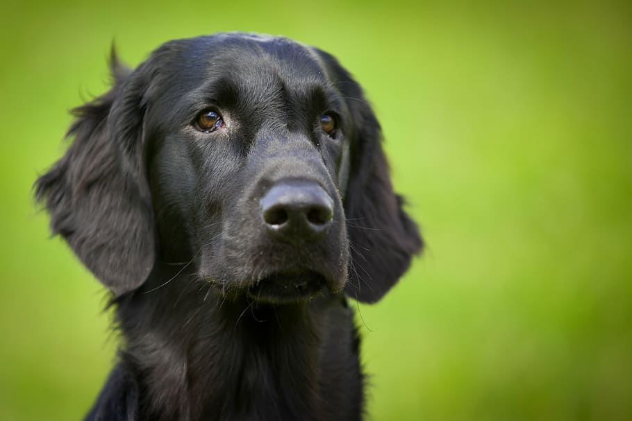 adult black Labrador retriever, flatcoated retriever, dog, animal