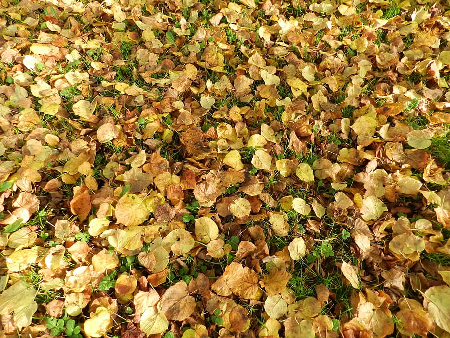 Leaves, Fall, Turn, Colored, Soil, nature, season, backgrounds HD wallpaper