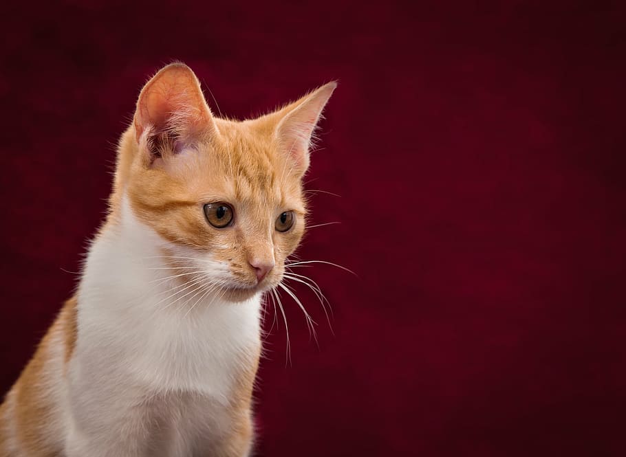 orange tabby cat, background image, cute, red, white, pet, kitten HD wallpaper