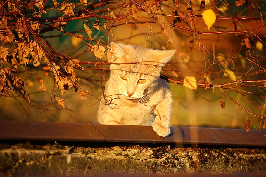 cat, autumn, evening light, fall foliage, mieze, leaves, kitten HD wallpaper