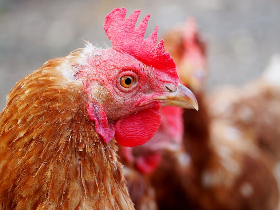 hen, egg, chicken, farm, poultry, running, agriculture, bio, HD wallpaper