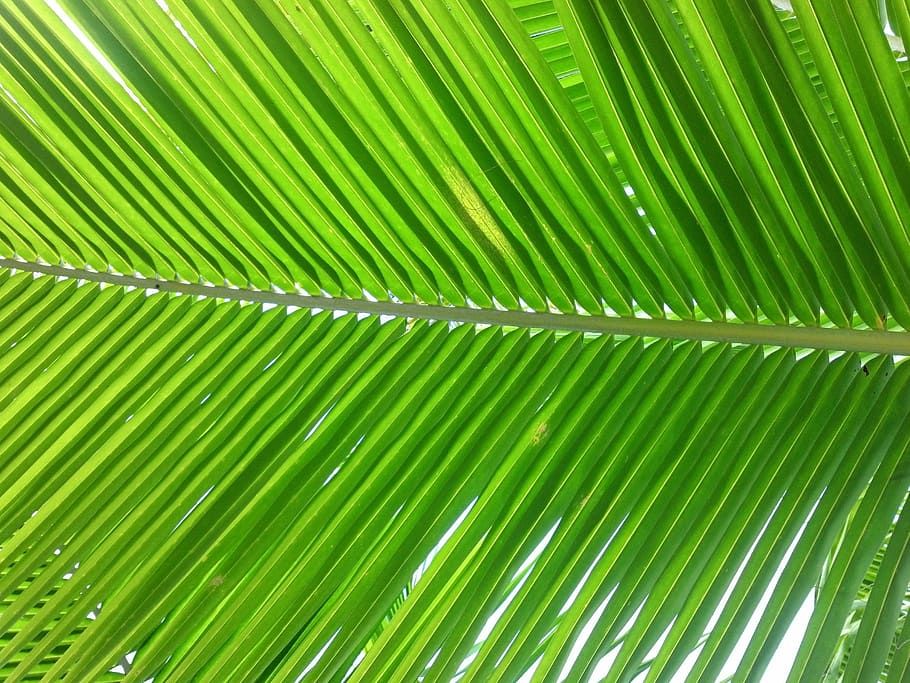 Palm, Leaf, South, green color, palm leaf, backgrounds, nature HD wallpaper