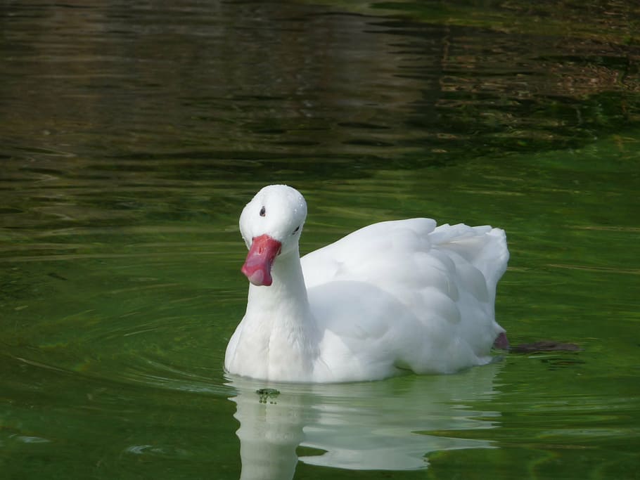 swan, water, white, green, water bird, feather, lake, animal themes HD wallpaper
