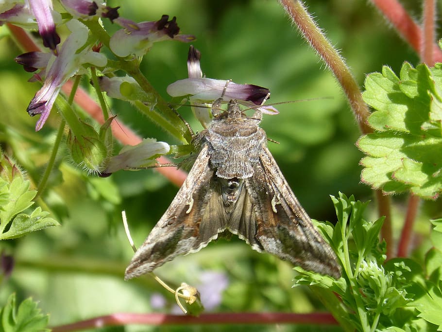 moth, lepidopteran, butterfly, moth giant, animals in the wild HD wallpaper