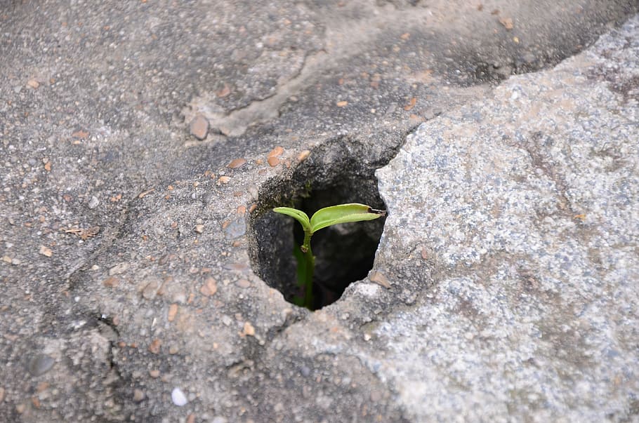 green plant, bud, cave, tea, growth, no people, nature, leaf HD wallpaper