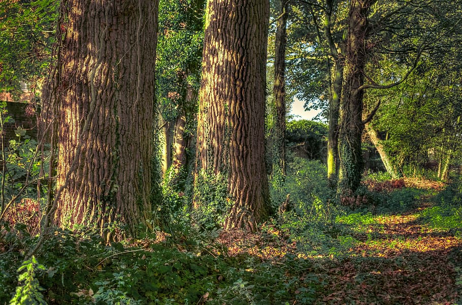 forest, tree, nature, sunlight, old tree, log, wood, autumn HD wallpaper