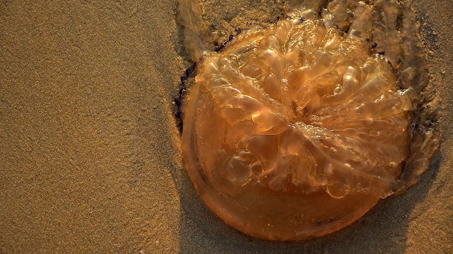 beach, jellyfish, sand, evening, food, close-up, food and drink HD wallpaper