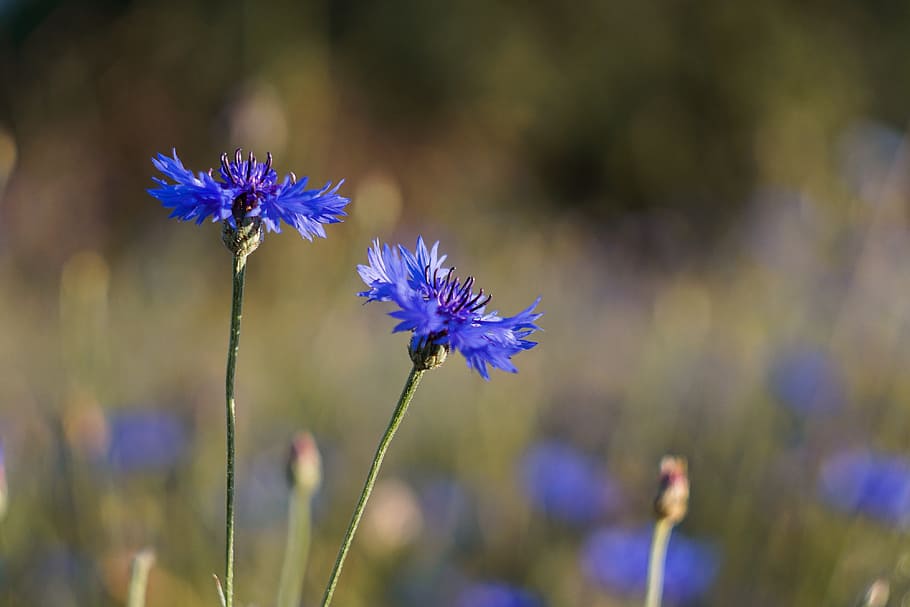 flowers, blue, meadow, cornflower, centaurea, wildflowers, summer HD wallpaper