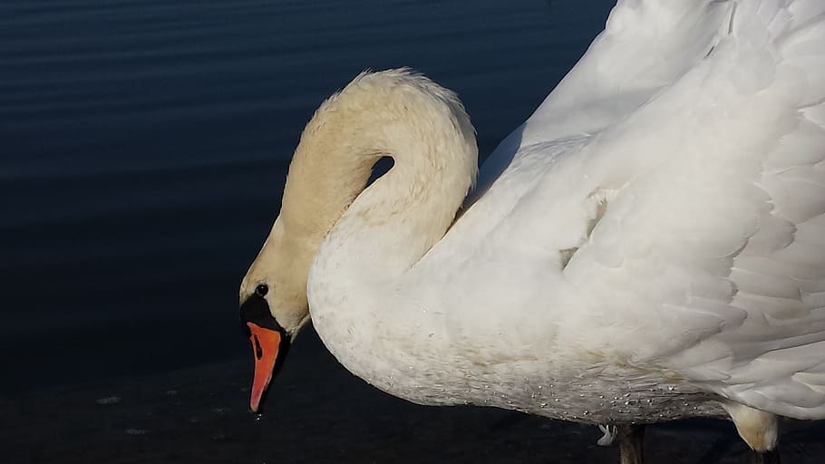 Swan, Bird, White, Elegant, Feather, water bird, waters, poultry HD wallpaper