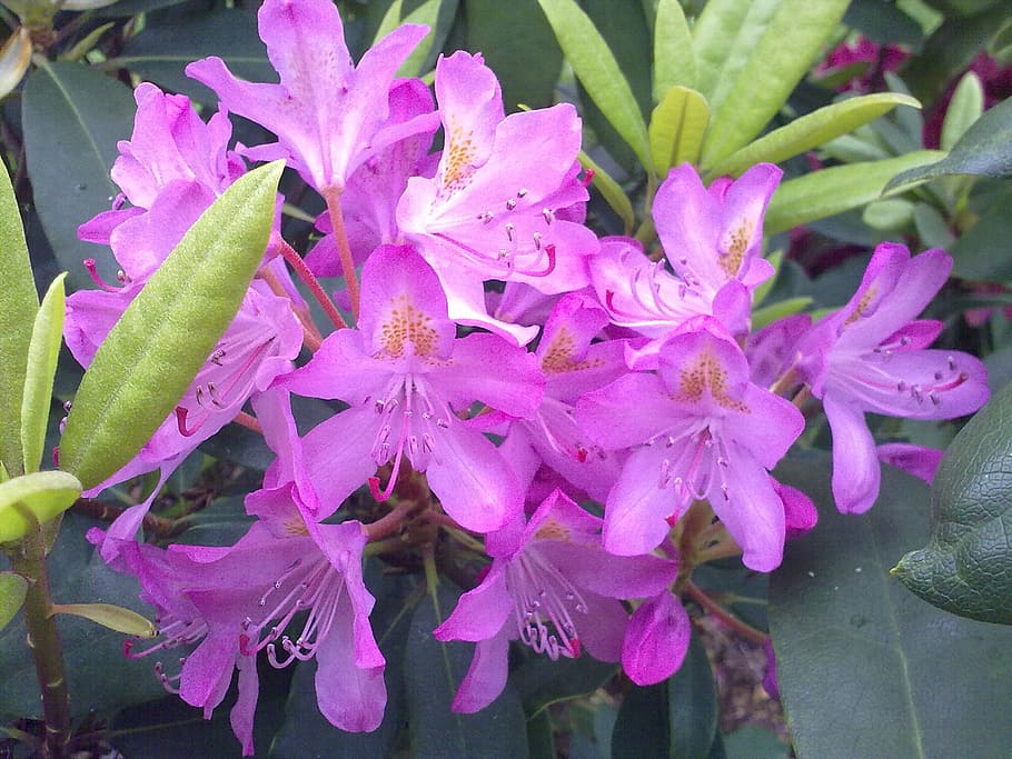 rhododendron, light, violet, flower, flowering plant, beauty in nature HD wallpaper