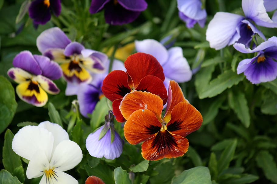 flowers of the field, mako, beautiful flower, nature, maki, HD wallpaper