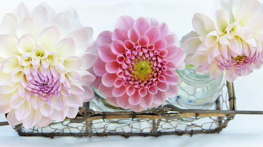 pink and white petaled flowers, dahlia, vase, water, blossom
