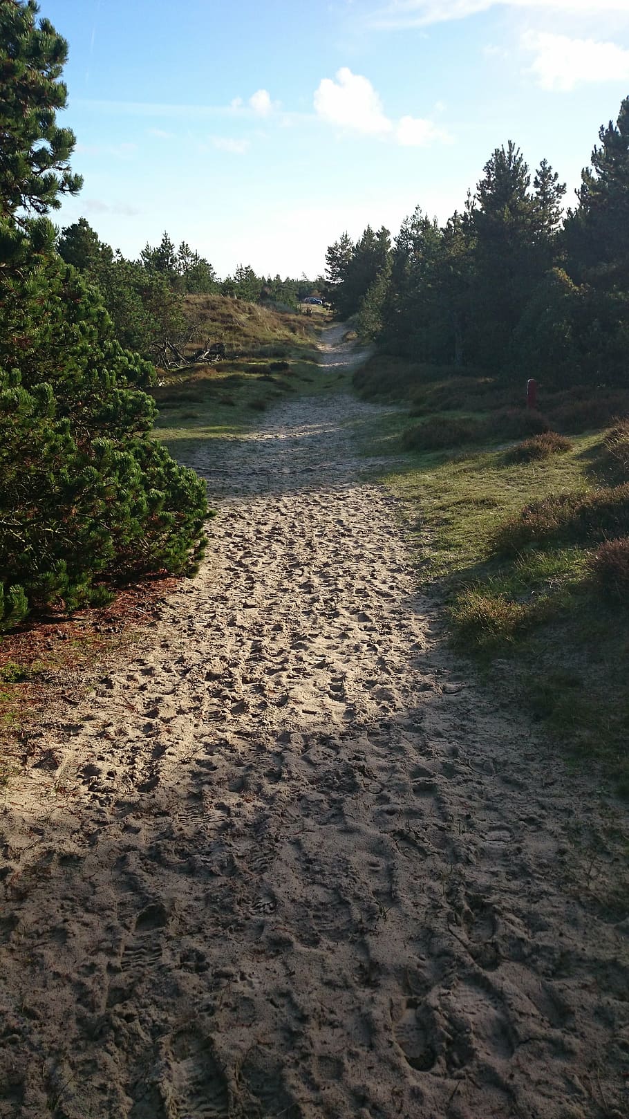 sand, away, path, hiking, nature, footprints, landscape, plant HD wallpaper