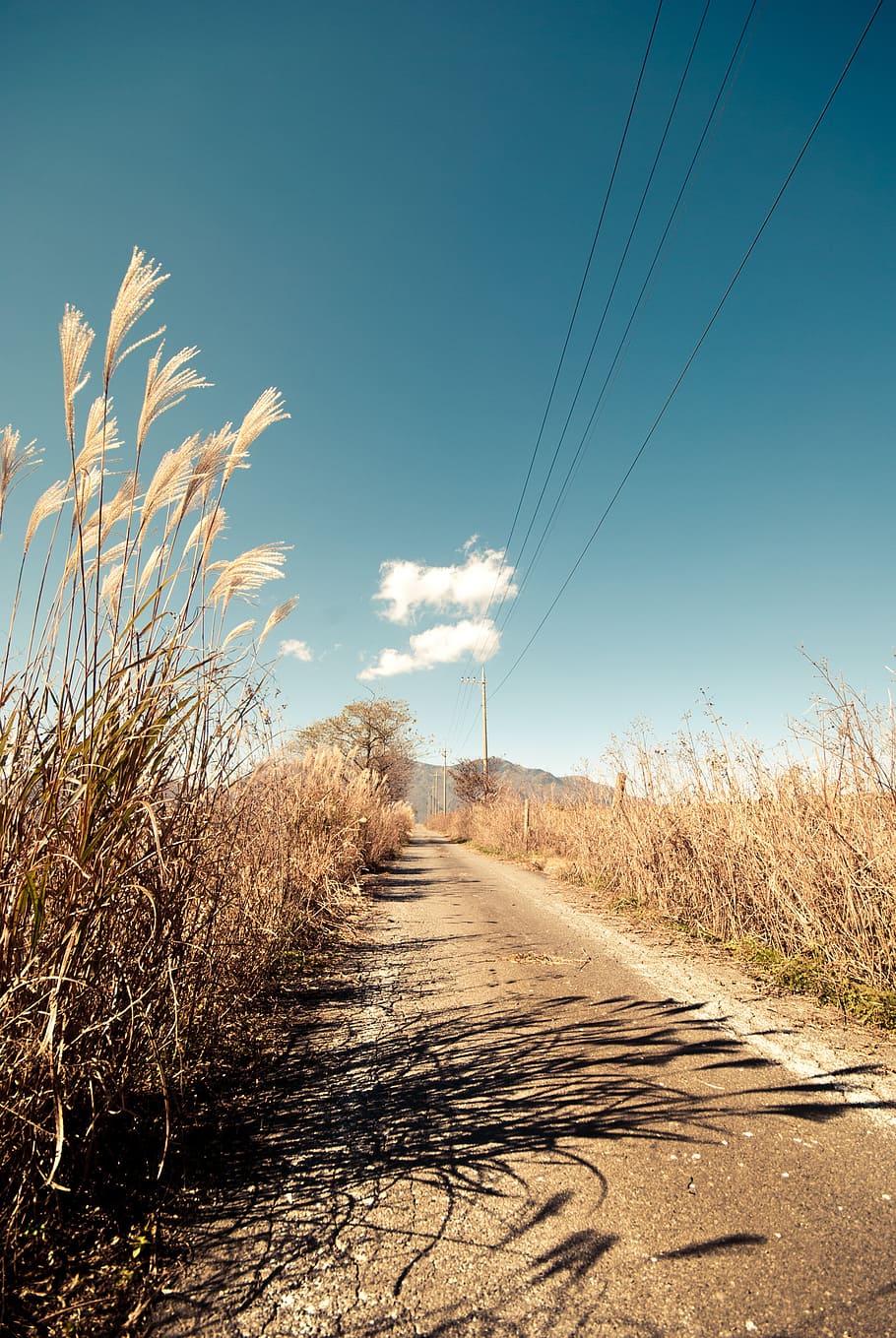 road in between field during daytime, path, pathway, rural HD wallpaper