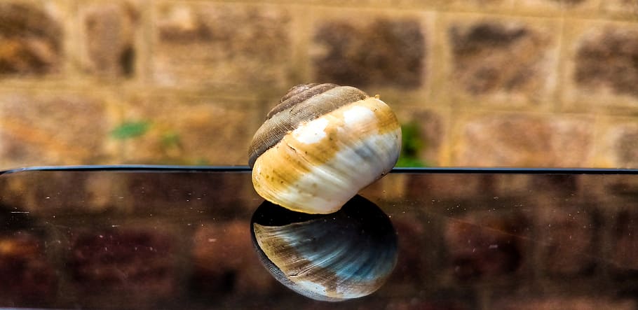shellfish, snail, nature, gastropod, desktop, beautiful, closeup HD wallpaper