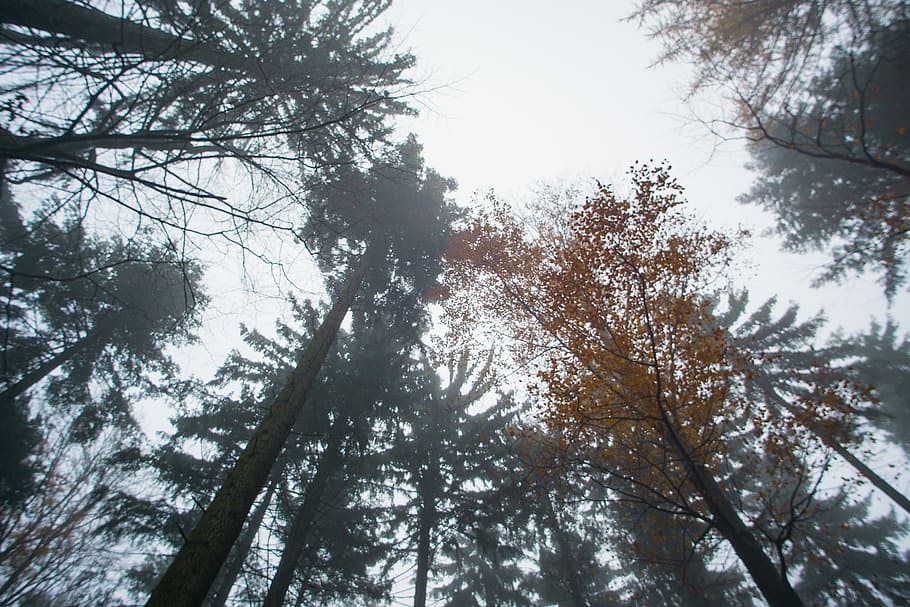 Foggy day, low angle photography of trees, woodland, forest, mist HD wallpaper