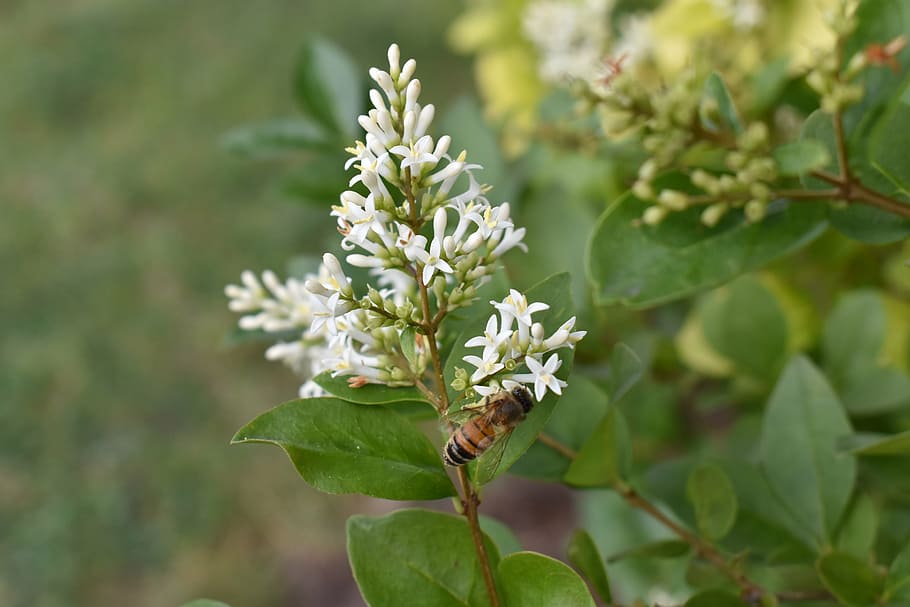 honeysuckle, honeybee, pollen, plant, growth, leaf, plant part HD wallpaper