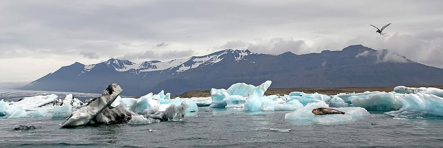 Lagoon Jökulsárlón, Iceland, windmill gard, iceberg, seal