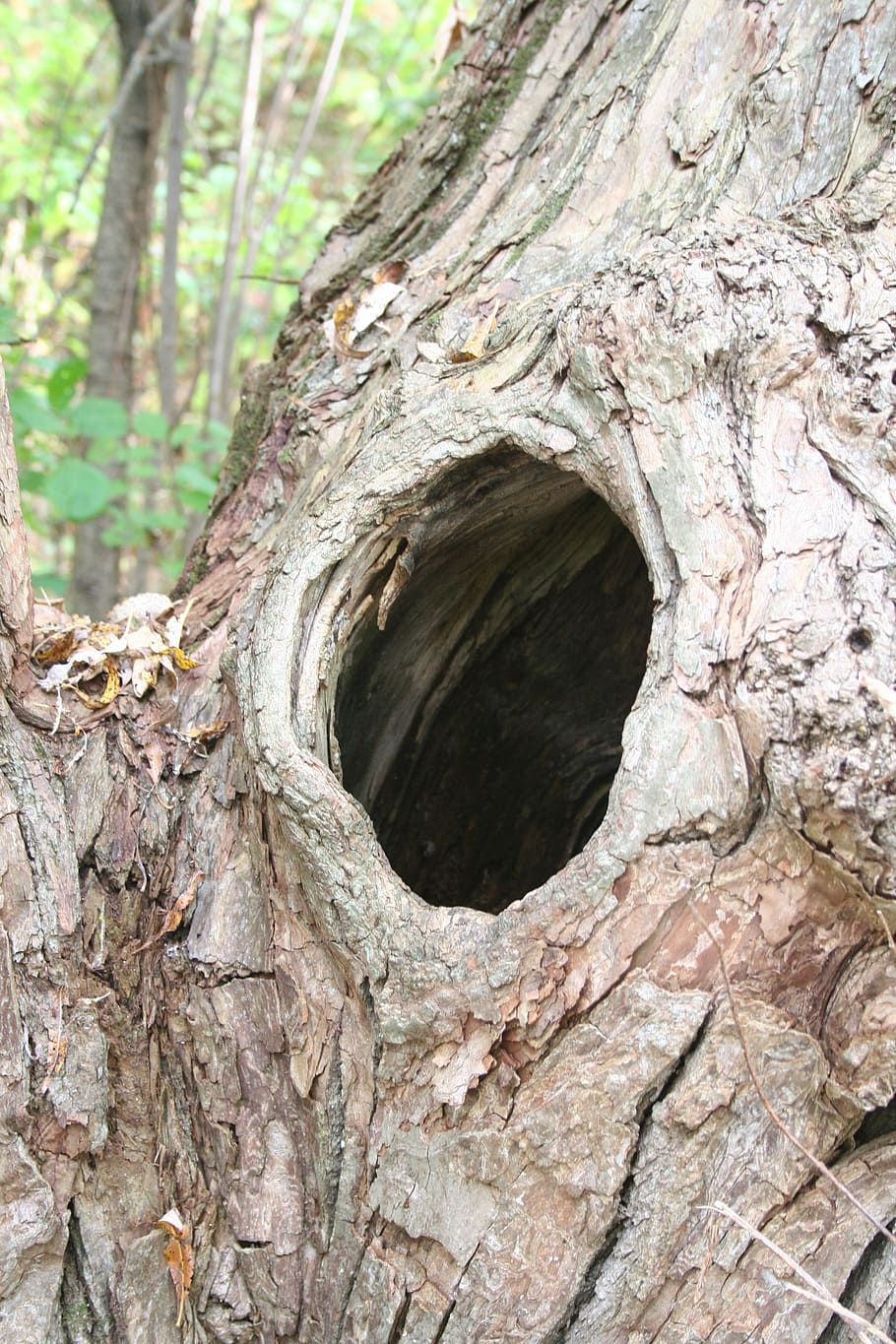 knothole, tree, nest, old, wood, nature, tree Trunk, forest HD wallpaper