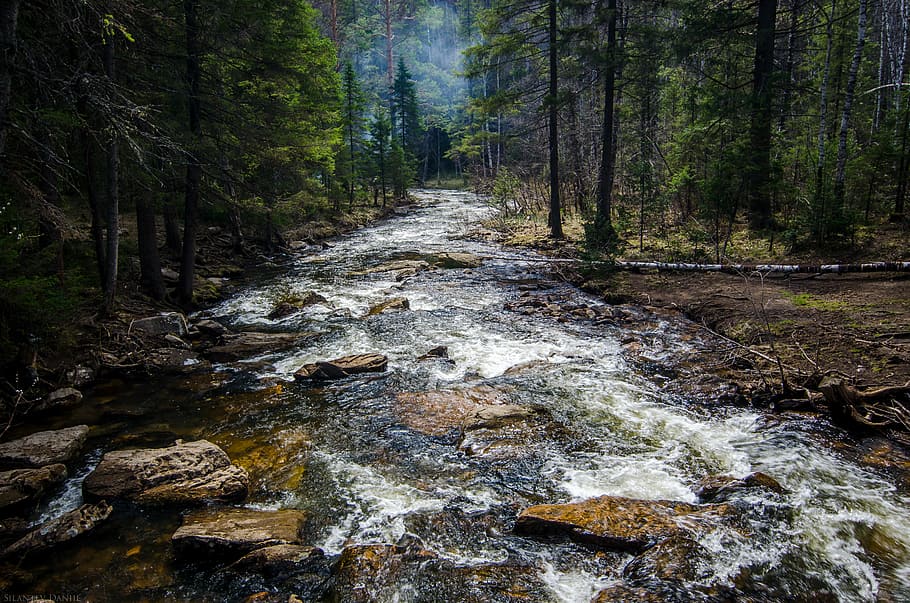 lake near forest, river in the middle of trees, rock, water, stream HD wallpaper