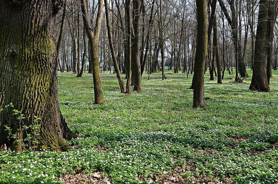 forest, tree, flowers, nature, spring, green, landscape, poland HD wallpaper