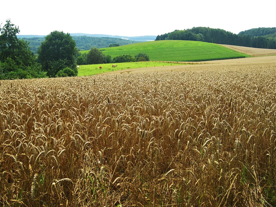 summer, reported, fields, wheat field, nature, time of year HD wallpaper
