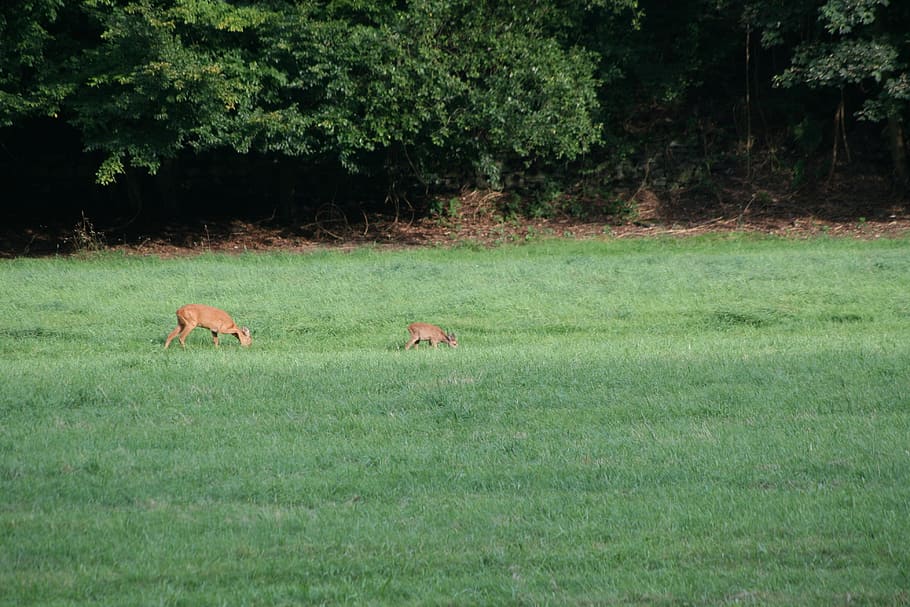 Wild, Meadow, Roe Deer, Nature, Summer, scheu, forest, idyll HD wallpaper
