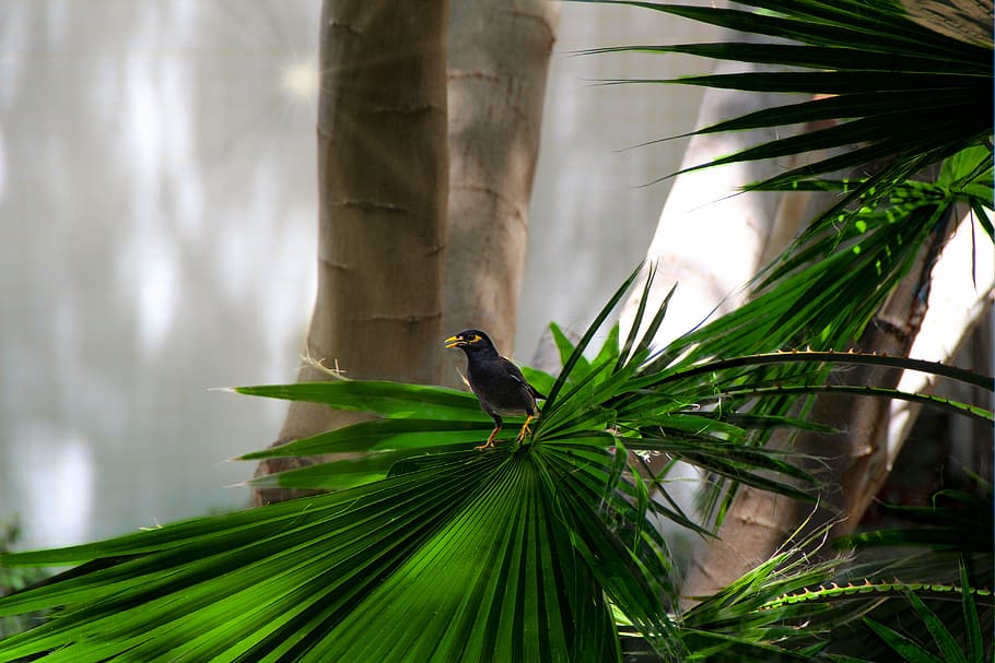 nature, animals, bird, tree, animal wildlife, plant, one animal HD wallpaper