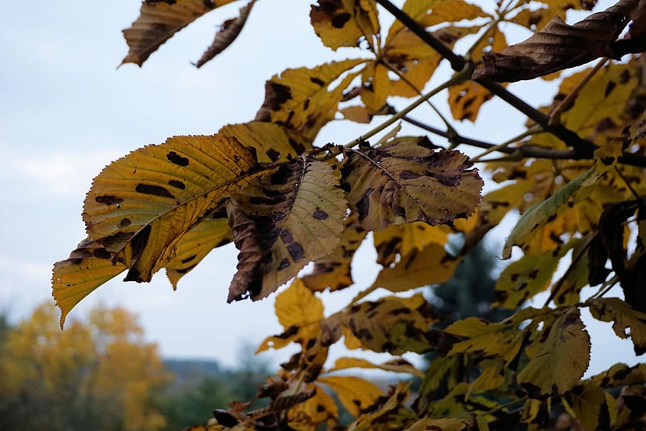 Chestnut Tree, Chestnut, Tree, Leaves, autumn, park, fall foliage HD wallpaper