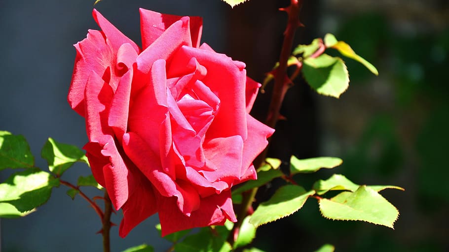 Spring, Pink, rose, flower, petal, red, rose - flower, leaf HD wallpaper