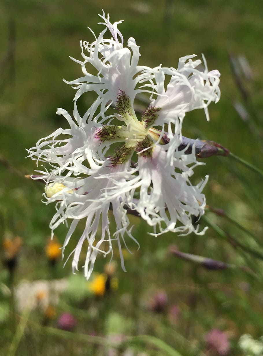 federnelke, blossom, bloom, white, wild flower, alpine flower HD wallpaper
