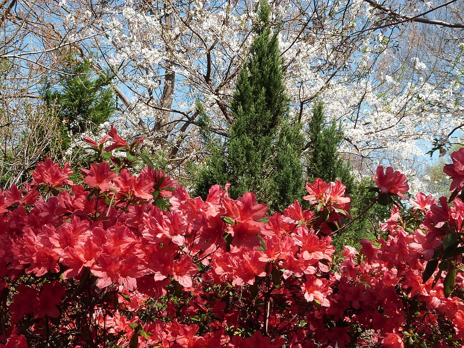 azalea, red, bloom, spring, flower, nature, dogwood, plant HD wallpaper