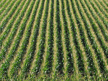corn, field, cornfield, agriculture, arable, nature, food, summer HD wallpaper
