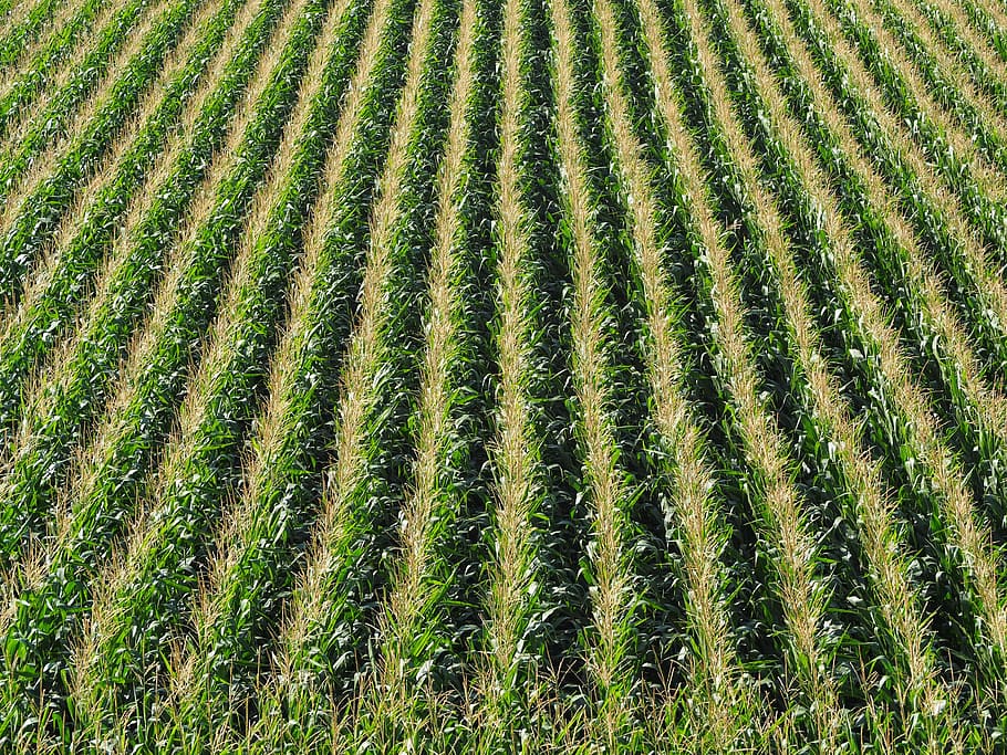 corn, field, cornfield, agriculture, arable, nature, food, summer HD wallpaper