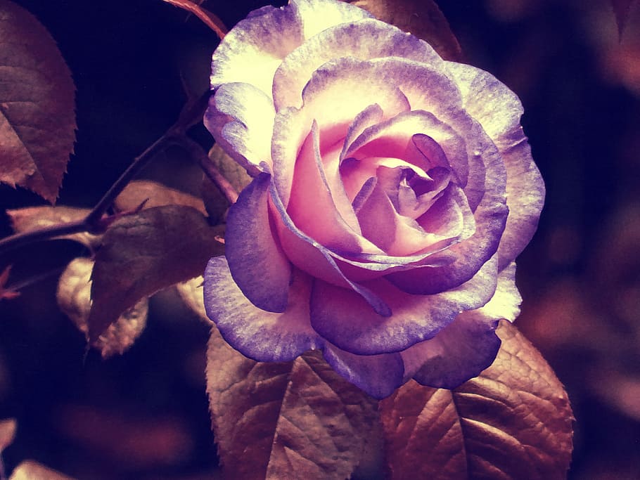 petals, leaves, flower, colors, bloom, blooming, blossom, botanical HD wallpaper
