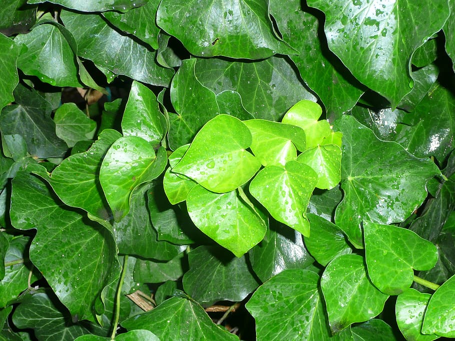 nature, plants, spring, leaf, plant part, green color, growth HD wallpaper