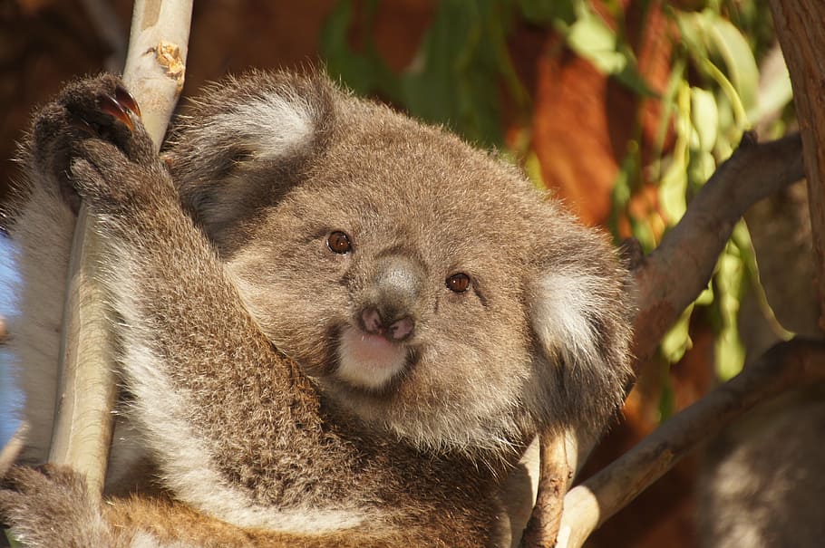 koala on gray tree branch photo, australia, koala bear, lazy HD wallpaper