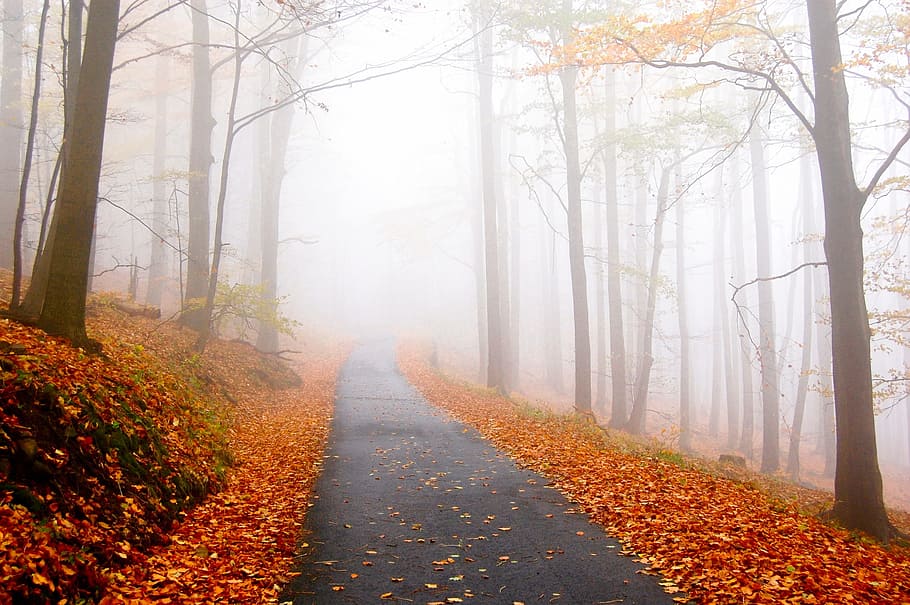 pavement surrounded with dried leaves, black concrete road between high trees under white sky at daytime HD wallpaper